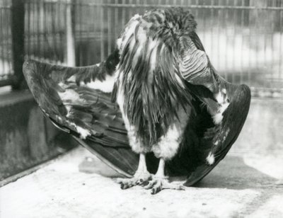 Ein Lappengeier steht auf dem Boden seines Geheges und putzt seine Flügelfedern, London Zoo von Frederick William Bond