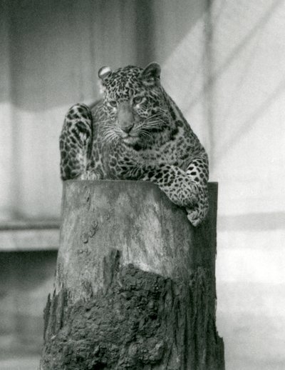 Ein Leopard liegt auf der Spitze eines Baumstumpfes, Londoner Zoo von Frederick William Bond