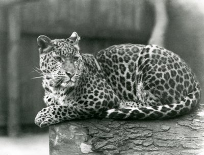Ein Leopard ruht auf einem Baumstamm im Londoner Zoo im Jahr 1929 von Frederick William Bond