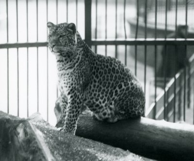 Ein Leopard sitzt auf einem Baumstamm in seinem Gehege im Londoner Zoo, September 1925 von Frederick William Bond