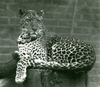 Ein Leopard sitzt auf einem Baumstumpf im Londoner Zoo, 1924 von Frederick William Bond