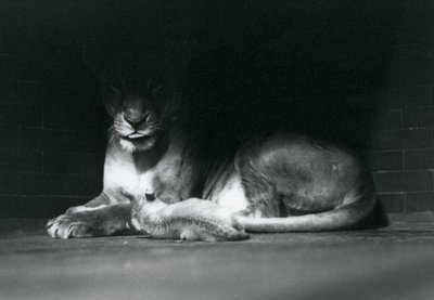 Ein Löwenjunges liegt mit seiner Mutter im Schatten des hinteren Teils ihres Geheges, Londoner Zoo, Oktober 1925 von Frederick William Bond