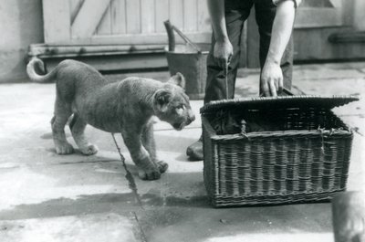 Ein Löwenjunges schaut auf ein Tigerjunges in einem Weidenkorb, den ein Pfleger öffnet, Londoner Zoo, September 1925 von Frederick William Bond