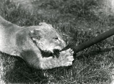 Ein Löwenjunges spielt mit einem Mopp, den sein Pfleger hält, auf dem Gras vor seinem Gehege, Londoner Zoo, September 1925 von Frederick William Bond