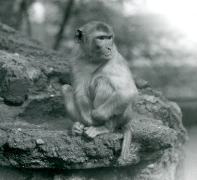 Ein Makake sitzt auf einem Felsen im Londoner Zoo, 1924 von Frederick William Bond