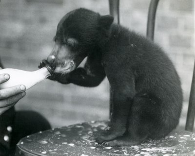 Ein Malaiischer oder Sonnenbärenjunges sitzt auf einem Stuhl und wird von seinem Pfleger im Londoner Zoo gefüttert, 1920er Jahre von Frederick William Bond