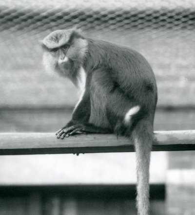 Ein Mona-Affe sitzt auf einer horizontalen Stange in seinem Gehege im Londoner Zoo im September 1925 von Frederick William Bond