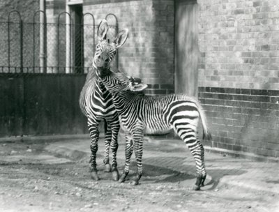 Ein Bergzebra und ihr Fohlen im Londoner Zoo, 1929 (s/w Foto) von Frederick William Bond