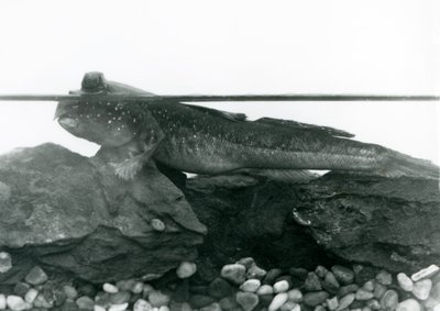 Ein Schlammspringer, der auf untergetauchten Felsen ruht, mit seinen Augen über Wasser, Londoner Zoo von Frederick William Bond