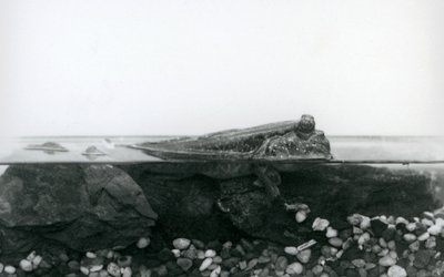 Ein Schlammspringer, der auf untergetauchten Felsen ruht, mit der oberen Hälfte seines Körpers über Wasser, London Zoo von Frederick William Bond