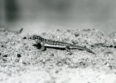 Ein namibischer Sandgecko/Webfußgecko steht auf Sand, London Zoo, September 1928 (s/w Foto) von Frederick William Bond