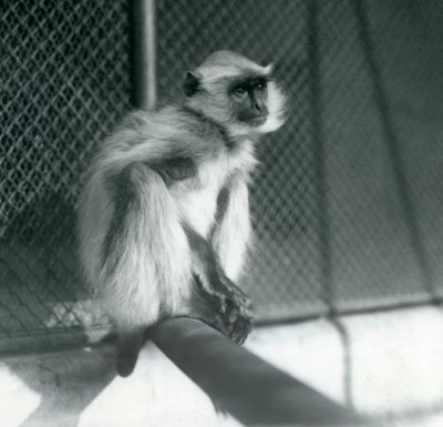 Ein Nördlicher Flachland-Grauer Langur, der auf einem Ast in seinem Gehege im Londoner Zoo sitzt, 1928 von Frederick William Bond