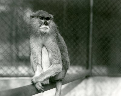 Ein Patas/Wadi/Husar Affe sitzt auf einem Ast im Londoner Zoo im Jahr 1928 von Frederick William Bond