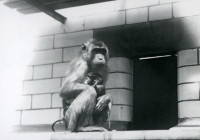 Ein Schweinsaffenweibchen hält ihr Baby, während sie auf einem gefliesten Sims in ihrem Gehege im Londoner Zoo 1928 sitzt von Frederick William Bond