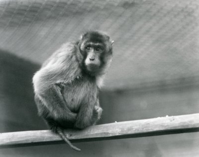 Ein Schweinsaffen-Makak, der auf einem Ast in seinem Gehege im Londoner Zoo sitzt von Frederick William Bond