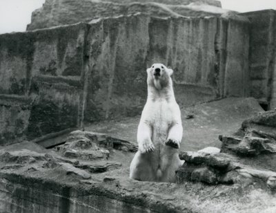 Ein Eisbär sitzt in seinem Gehege an der Basis der Mappin Terrassen im London Zoo, September 1928 von Frederick William Bond