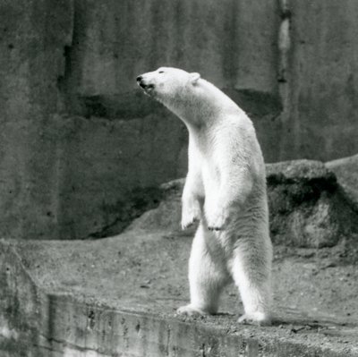 Ein Eisbär steht aufrecht auf seinen Hinterbeinen am Rand seines Geheges auf den Mappin Terrassen, Londoner Zoo von Frederick William Bond