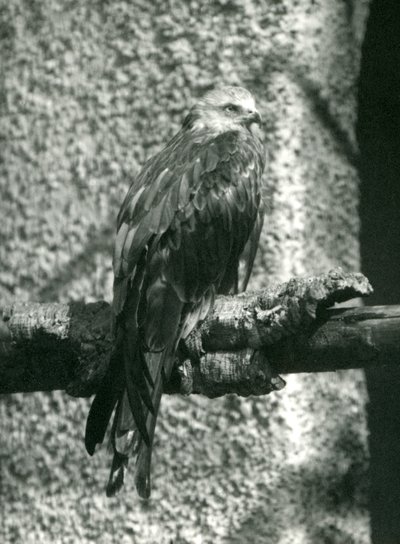 Ein Rotmilan sitzt auf einem Ast im London Zoo im Jahr 1924 von Frederick William Bond