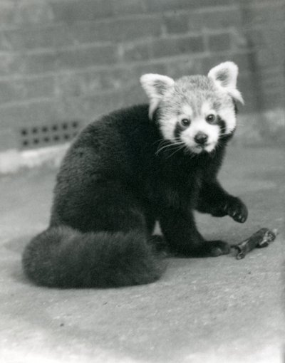 Ein Roter Panda im Londoner Zoo, 1917 von Frederick William Bond