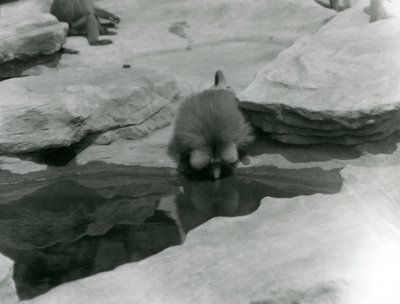 Ein heiliger Pavian trinkt aus einem Pool zwischen den Felsen des 
