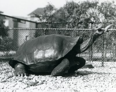 Ein Galapagos-Sattelschildkröte wird mit einer Banane an einem Stock gefüttert (s/w Foto) von Frederick William Bond