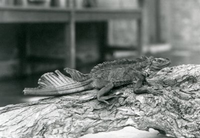 Ein Segelflossenleguan mit beschädigtem Schwanz, ruht auf einem Baumstamm im Londoner Zoo 1928 von Frederick William Bond