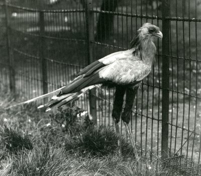 Ein Sekretärvogel im Londoner Zoo im September 1923 von Frederick William Bond
