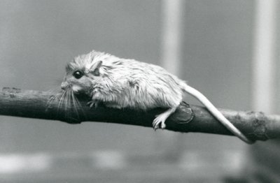 Ein Shaws Jird klettert auf einem Ast im Londoner Zoo im Jahr 1927 von Frederick William Bond