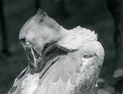Ein Schuhschnabel, der sich im Londoner Zoo 1926 die Federn putzt von Frederick William Bond