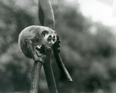 Ein Schlanker Loris, schauend von einem Ast herunter, Londoner Zoo, August 1926 von Frederick William Bond