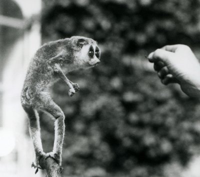 Ein Schlanker Loris, der auf einem Ast steht und die Hand eines Pflegers betrachtet, der ihm einen Mehlwurm anbietet, Londoner Zoo, August 1926 von Frederick William Bond