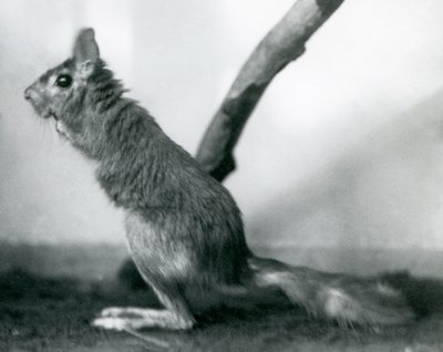 Ein südafrikanischer Springhase, der neben einem Ast in seinem Gehege sitzt, London Zoo, Dezember 1925 von Frederick William Bond