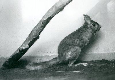 Ein südafrikanischer Springhase, der unter einem Ast in seinem Gehege sitzt, London Zoo, Dezember 1925 von Frederick William Bond