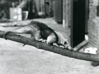 Ein Südlicher Tamandua/Kragenameisenbär/Kleiner Ameisenbär, der auf einem Ast im Londoner Zoo entlangläuft von Frederick William Bond