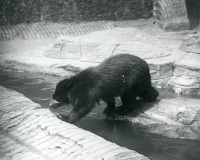 Ein Brillen- oder Andenbär überquert einen Bach in seinem Gehege im Londoner Zoo, Juli 1925 von Frederick William Bond