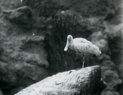Ein Löffler steht auf einem Felsen im Londoner Zoo, September 1927 von Frederick William Bond