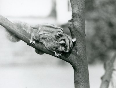 Ein Zuckergleiter auf einem Ast mit ihrem Baby auf dem Rücken, Londoner Zoo von Frederick William Bond