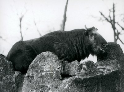 Ein Takin, auch bekannt als Rindergämse oder Gnu-Ziege, ruht auf einem Felsen, London Zoo, 1925 von Frederick William Bond