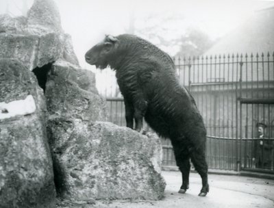 Ein Takin, auch bekannt als Rindergämse oder Gnu-Ziege, steht aufrecht mit den Vorderbeinen auf einem Felsen, London Zoo von Frederick William Bond