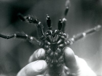 Eine Vogelspinne, die hochgehalten wird, um ihre Fangzähne von unten zu zeigen, Londoner Zoo, Oktober 1925 von Frederick William Bond