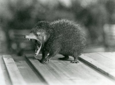 Ein Tenrek mit offenem Maul, das seine weite Kluft und scharfen Zähne zeigt, Londoner Zoo von Frederick William Bond