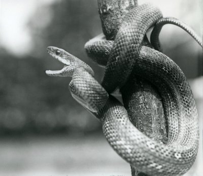 Eine Texas-Rattenschlange, die den Mund aufreißt, während sie sich um einen fast vertikalen Ast windet, Londoner Zoo, August 1928 von Frederick William Bond