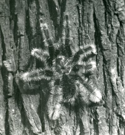 Eine Trinidad Chevron Vogelspinne auf der Rinde eines Baumstamms, Londoner Zoo, Oktober 1926 von Frederick William Bond