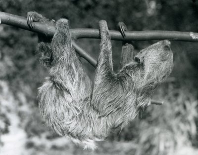 Ein Zweifingerfaultier hängt von einem abgeschnittenen Ast, Londoner Zoo, 1927 von Frederick William Bond