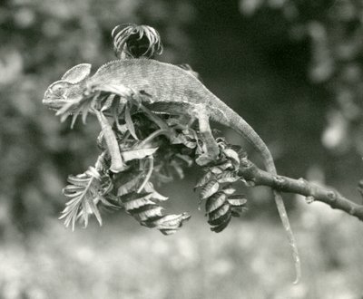 Ein verschleierter oder Jemen-Chamäleon am Ende eines belaubten Zweigs im London Zoo, Juni 1924 von Frederick William Bond