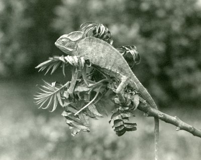 Ein verschleierter oder Jemen-Chamäleon am Ende eines belaubten Zweigs im London Zoo, Juni 1924 von Frederick William Bond