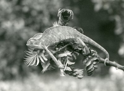 Ein verschleierter oder Jemen-Chamäleon hält sich mit seinem Greifschwanz am Ende eines belaubten Zweigs fest, London Zoo, Juni 1924 von Frederick William Bond