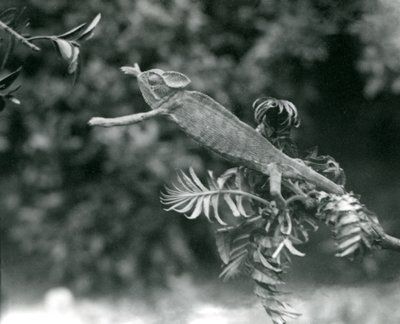 Ein verschleierter oder Jemen-Chamäleon steht auf einem belaubten Zweig und greift nach einem anderen, London Zoo, Juni 1924 von Frederick William Bond