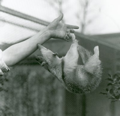 Ein junger Halsband-Tamandua hängt mit seinem Greifschwanz an den Fingern seines Pflegers, während er versucht, sich am Arm des Pflegers festzuhalten, Londoner Zoo, April 1925 von Frederick William Bond