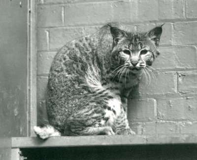Ein Rotluchs, der von einem Vorsprung in seinem Gehege hinunterschaut, Londoner Zoo, März 1925 von Frederick William Bond